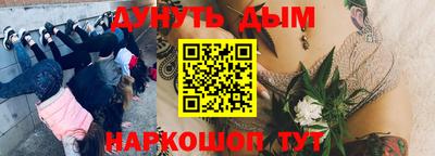 сатива Абакан